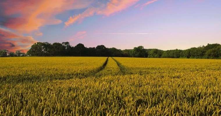 Ranch vs. Farm vs. Homestead: 11 Differences (2020) You Must Know